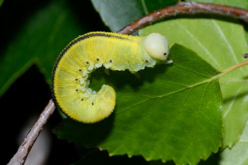 Réf. 206 174 : Cimbex femoratus